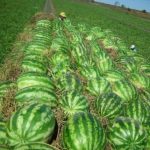 curso-apostila-cultivo-e-produco-de-melancia-frete-gratis-D_NQ_NP_946293-MLB26604294536_012018-F