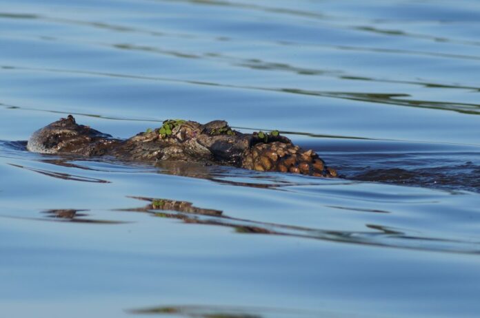 Jacaretinga. Foto: Reprodução/ICMBio ... - Veja mais em https://portalamazonia.com/amazonia-ribeirinha/abate-de-jacares-no-lago-do-cunia/