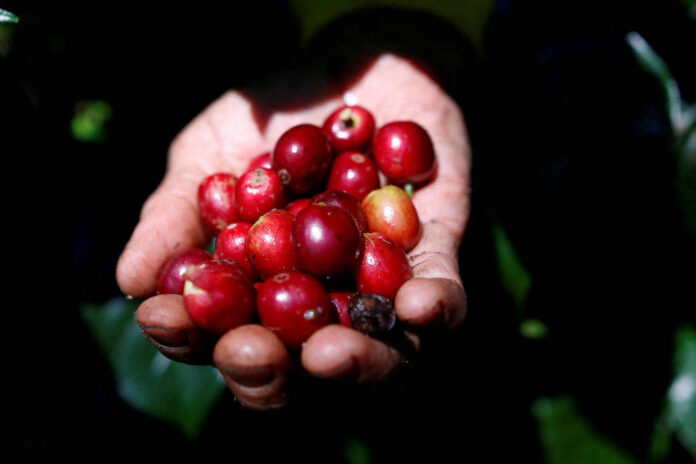 Grãos do café arábica são colhidos em fazenda - Darren Whiteside/Reuters