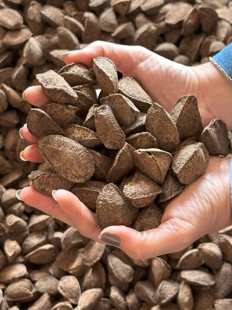 Cinquenta Anos de Pesquisas Que Movem o Agro Sustentável na Amazônia