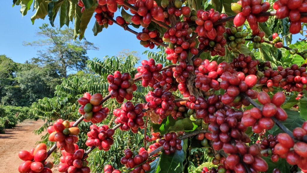 Café, Clima e Inovação: Conheça as Ações da Embrapa na Maior Feira Agro de RO