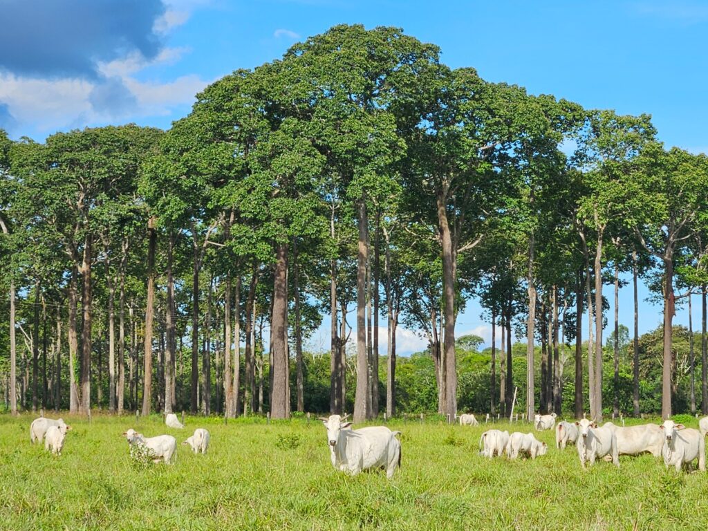Meio Século de Contribuições para o Agro Amazônico